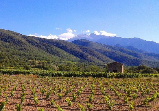 LES VIGNERONS EN TERRES PLURIELLES