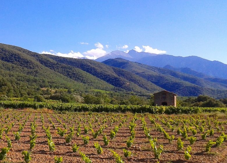 VITICULTORES EN TIERRAS PLURAL