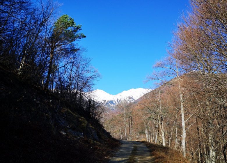 Ronda de gamuza