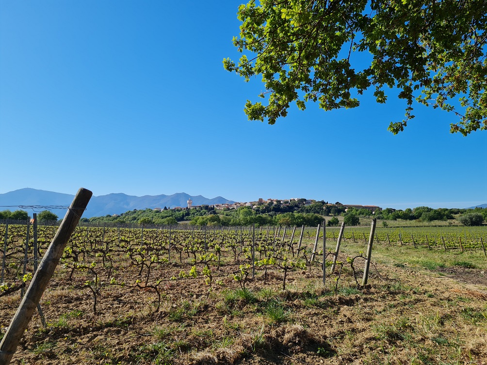 El Cami de Banyuls dels Aspres