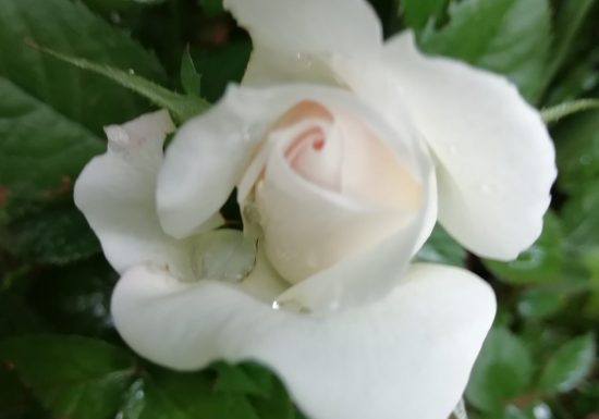 APPARTEMENT SAINT MARTIN DU CANIGOU