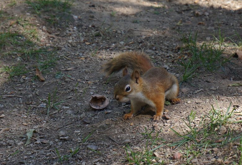 PARC ANIMALIER