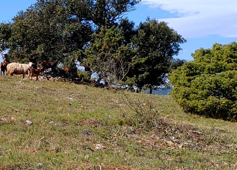 Roc de Majorque, depuis Castelnou