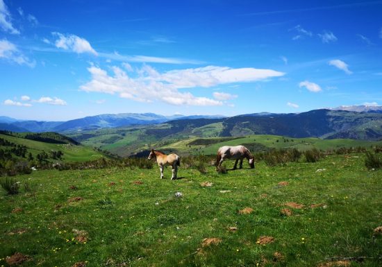 Version free-ride du n°17