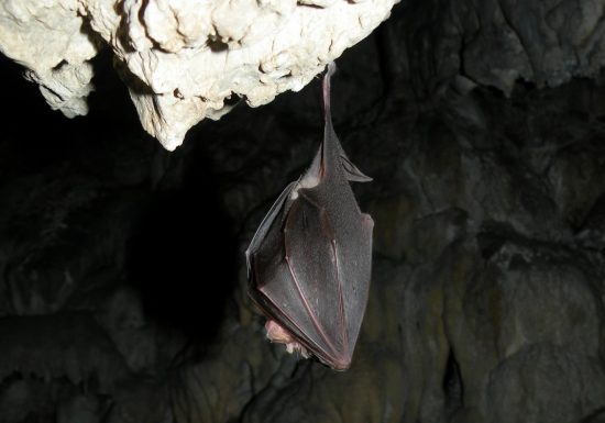 RESERVE NATURELLE REGIONALE DE NYER