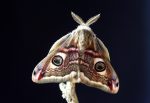 illuvis-emperor-moth-6362772_1920 OBSERVATION PAPILLONS DE NUIT