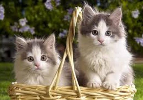 PROTECTION ANIMALE AMELIENNE