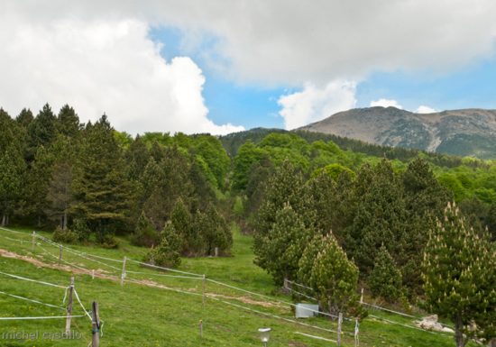 RESERVE NATURELLE DE PRATS DE MOLLO LA PRESTE