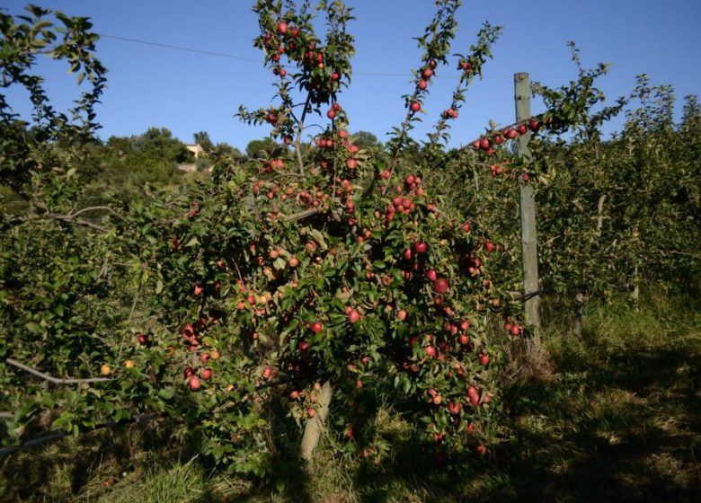 THE ORCHARDS OF MOUNT CANIGOU