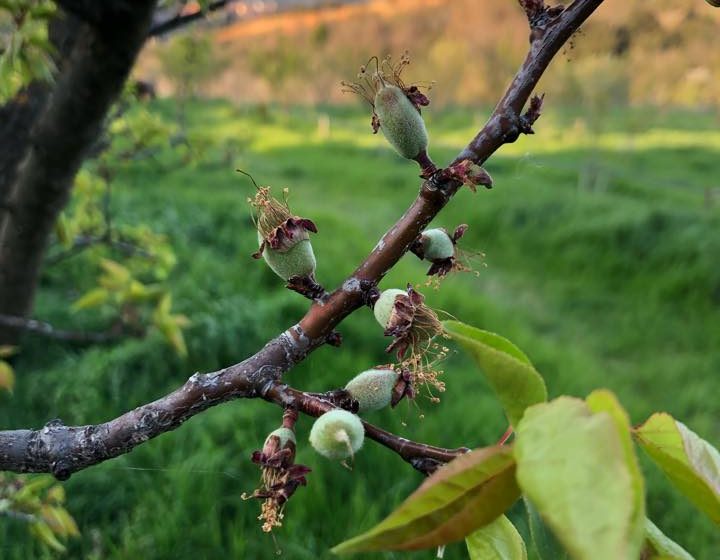 THE ORCHARDS OF MOUNT CANIGOU