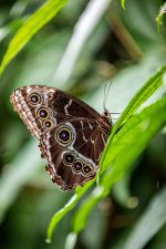pexels-meghav-6741548 RALLYE NATURE À LA DÉCOUVERTE DES INSECTES