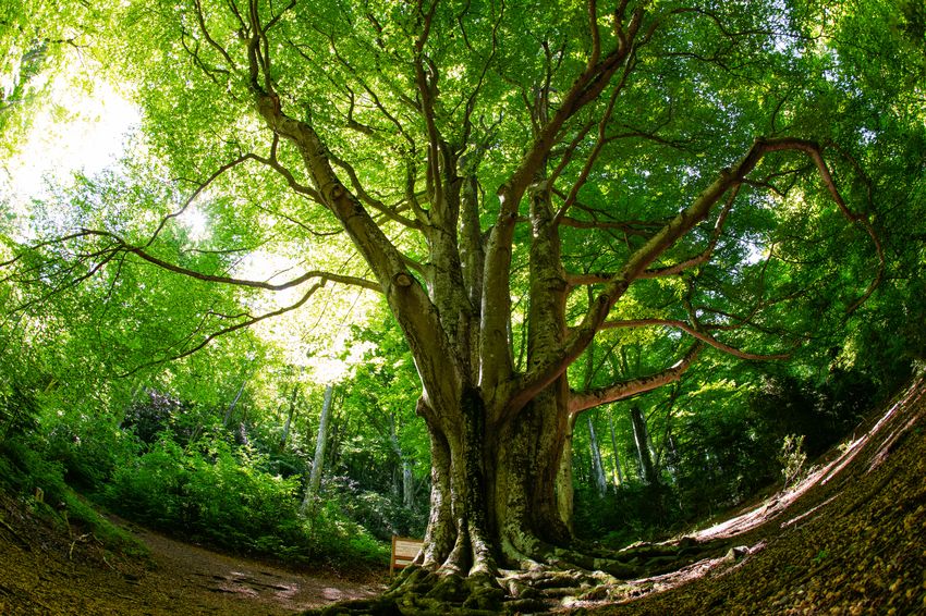 L’Arbre Remarquable