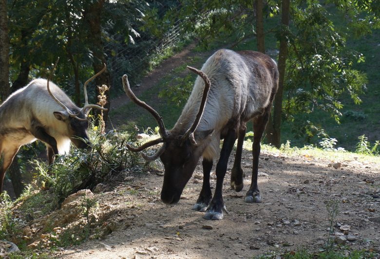 PARC ANIMALIER