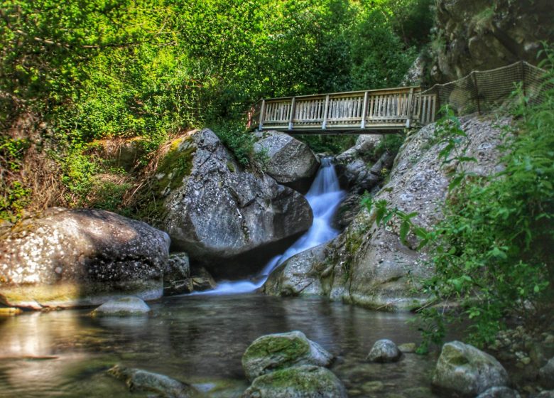 CAMPAMENTO DEL BOSC