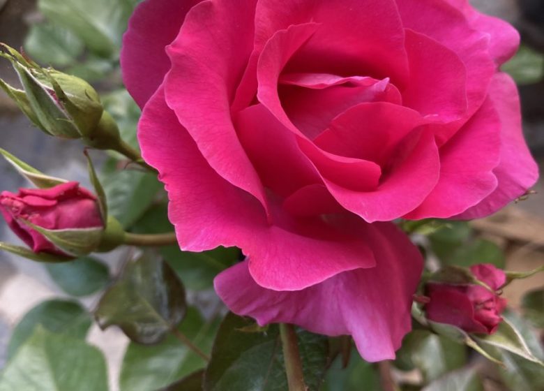 MELODIA DEL CANIGÓ – MARJOLAINE