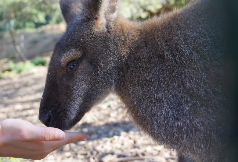 PARC ANIMALIER