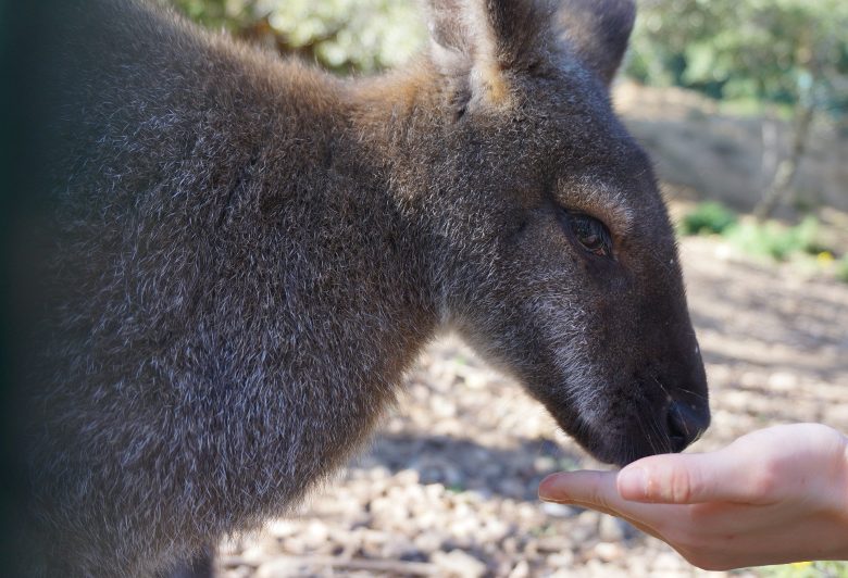 PARC ANIMALIER