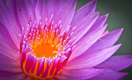 BIEN ETRE YOGA AYURVEDA